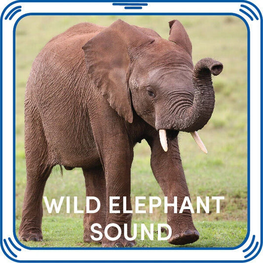 Wild Elephant Stuffed Animal Sound Chip | Shop Now at Build-A-Bear® - US 4887